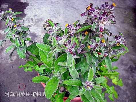 生毛將軍肺積水|阿草伯藥用植物園